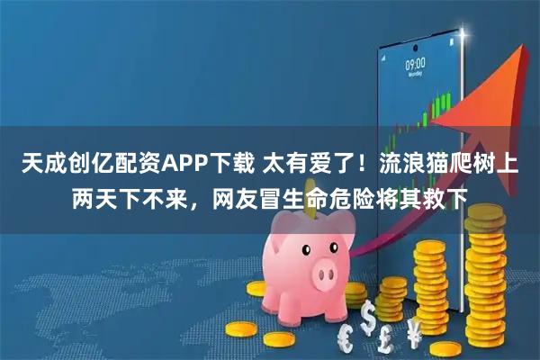 天成创亿配资APP下载 太有爱了!流浪猫爬树上两天下不来,网友冒生命危险将其救下